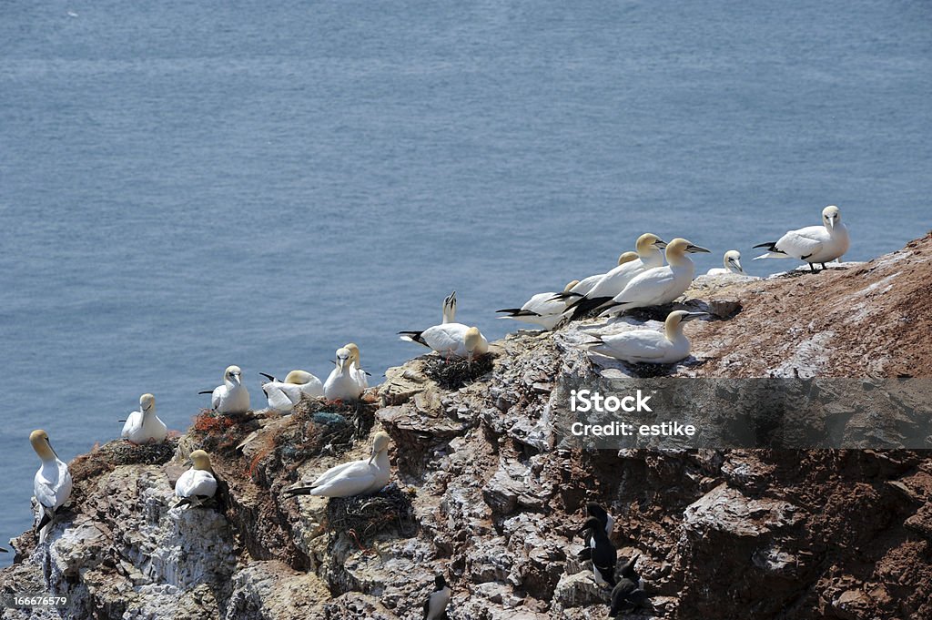 gannets do Norte - Royalty-free Alemanha Foto de stock