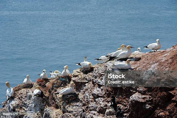 Gannets Do Norte - Fotografias de stock e mais imagens de Alemanha - Alemanha, Alto - Descrição Física, Amarelo