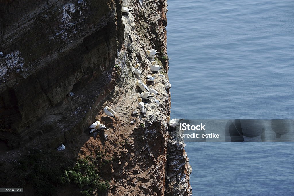 Северная gannets - Стоковые фото Белый роялти-фри