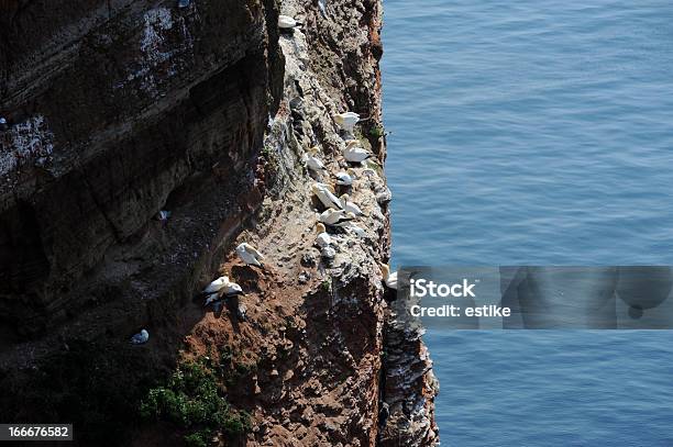 Северная Gannets — стоковые фотографии и другие картинки Белый - Белый, Береговая линия, Бухта