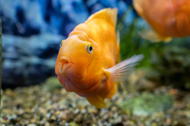 istock Orange parrot fish in the aquarium. Red Parrot Cichlid. Aquarium fish. 1666772069