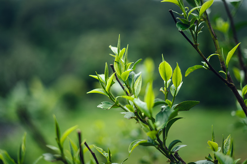 green tea leaves on plant