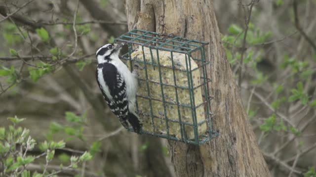 Female Hairy Woodpecker eating from suet feeder hung on tree trunk. Slow motion close up