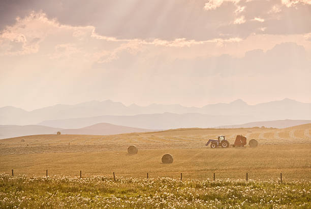 A tractor harvesting in the fall. Rural scenic. This image taken in rural Alberta, Canada during baling season. Rocky Mountains are in the distance. Location is near Okotoks and High River, Alberta. Additional themes include agriculture, farming, tractor, baling, farm equipment, hay bales, rolling landscape, beauty, foothills, high river, backlit, equipment, machinery, baler, and ranching. 
