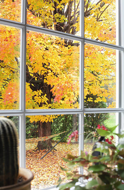 istock Autumn Leaves Through Bay Window Beyond Potted Plants 166678535