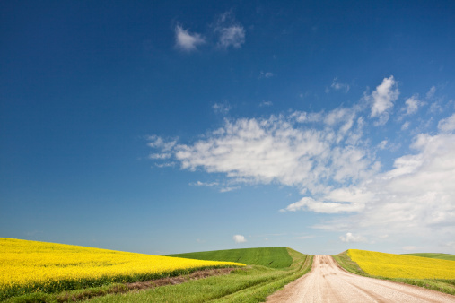 A rural gravel road through a canola field. Image location is Saskatchewan, Canada near Saskatoon. Rural scenic image with agricultural theme. Spring is a beautiful and colourful time on the plains. Canola or rapeseed is a common crop in this part of the country. 