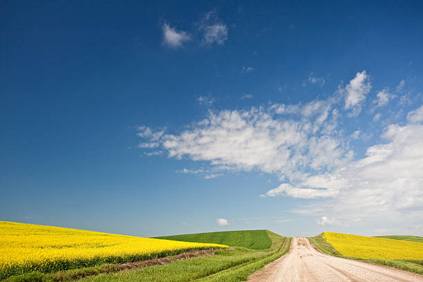 Lone road through the fields of Canola stock photo