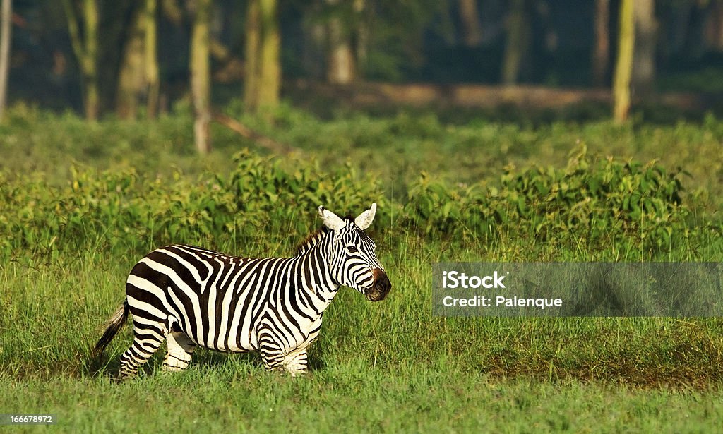 Zebra in der Lake Nakuru National Park - Lizenzfrei Afrika Stock-Foto