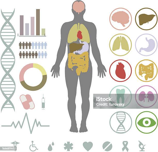 Ensemble Déléments Inforgraphic Médical Vecteurs libres de droits et plus d'images vectorielles de Corps humain - Corps humain, Icône, Anatomie