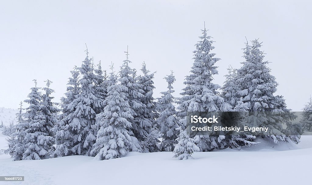 Alberi delle nevi - Foto stock royalty-free di Abete