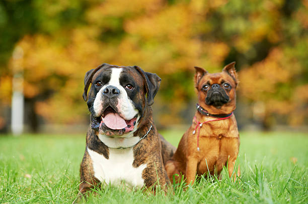german tiger boxer dog and petit brabancon griffon german tiger boxer dog and petit brabancon griffon lying on green grass at autumn background brussels griffon dog lying down stock pictures, royalty-free photos & images