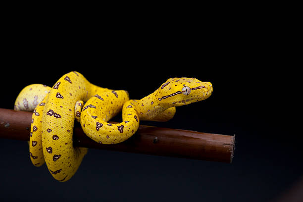 모렐리아 viridis 아기 - green tree python 뉴스 사진 이미지