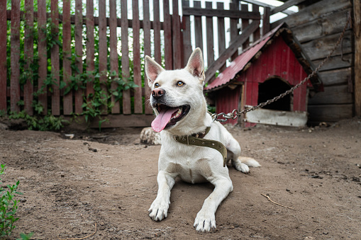 White friendly watchdog widely yawning on leash chain guard house. a dog in the village