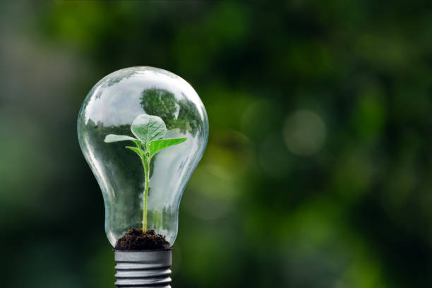 istock A tree growing in an energy efficient light bulb, the concept of environmentally friendly and sustainable energy options. 1666846746