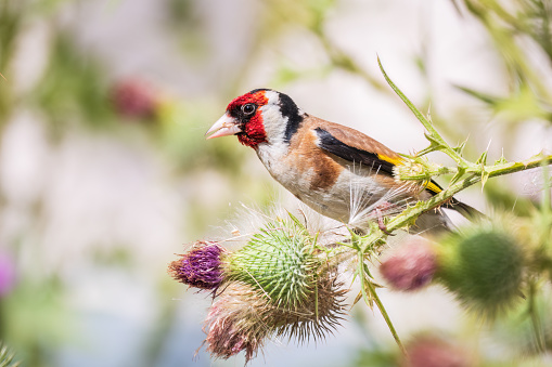 European goldfinch, feeding on the seeds of thistles. European goldfinch or simply goldfinch, latin name Carduelis carduelis, Perched on a Branch of thistle