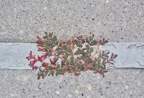 Spotted Spurge (Euphorbia maculata) growing through a crack in the sidewalk. Noxious invasive weed native to the USA that thrives in the Summer months.