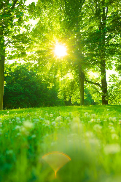 Sunny forest