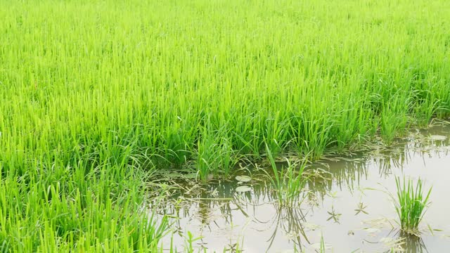 The beautiful rice plants in a gorgeous paddy field on organic farms at sunset time. slow motion.