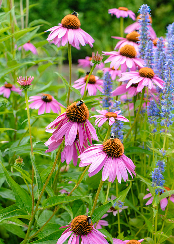 Purple coneflower with insect on it, on a sunny summer day.