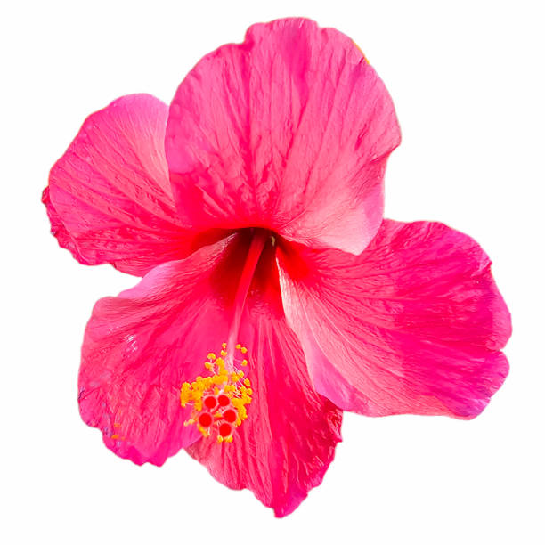 istock Isolated pink hibiscus on white background. 1666867427