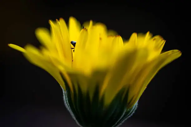 Small wildbee sitting in a flower looking up.