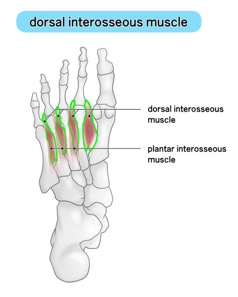 ilustraciones, imágenes clip art, dibujos animados e iconos de stock de ilustración de la planta del pie que muestra la ubicación del interóseo dorsal - dorsal interosseous muscle