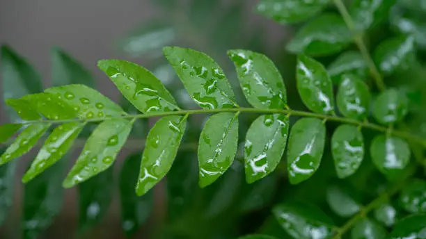 Water droplets on the green leaves of a Curry tree plant.
