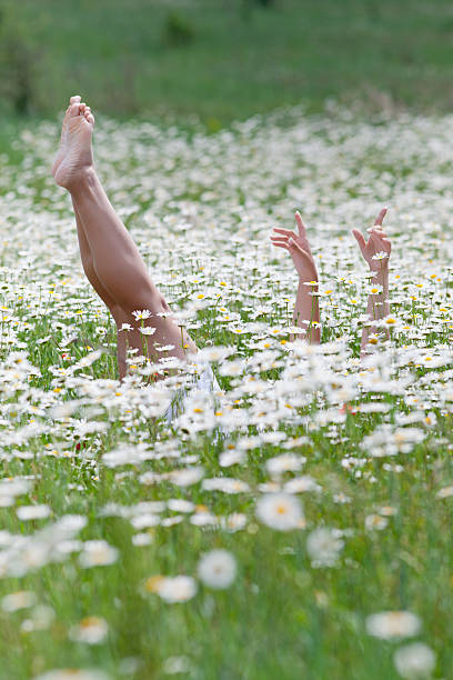 Girl lying on back in chamomile field. Legs and arms sticking up from chamomile field