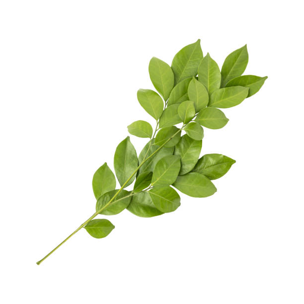 istock Fresh green  murraya leaves branch 1666895761
