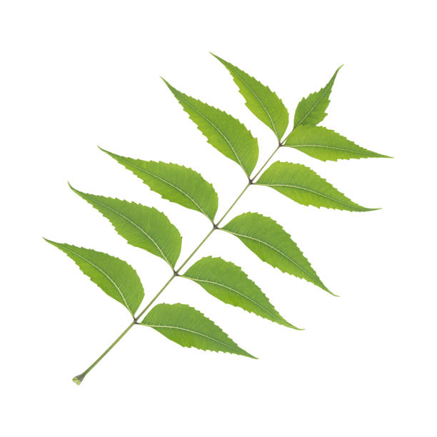 istock Close up a beautiful fresh neem leaves branch 1666895790