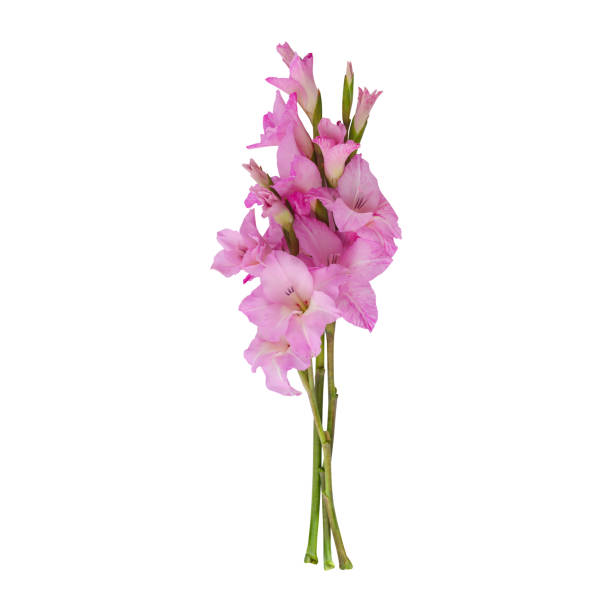 chiudi un bellissimo steli di fiori di gladiolo viola chiaro - gladiolus single flower stem isolated foto e immagini stock