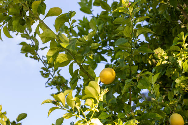 istock Bright yellow lemons growing on a big lush tree. 1666904674