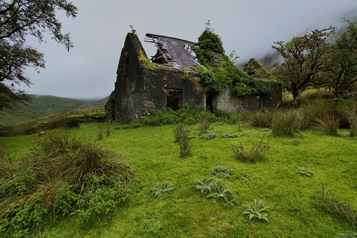An aged and deserted house situated in a barren meadow next to a solitary treein Irish Kerry