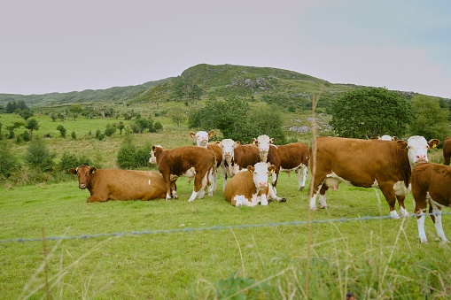 A herd of cows basking in the sunlight of a grassy field surrounded by majestic mountains in Ireland