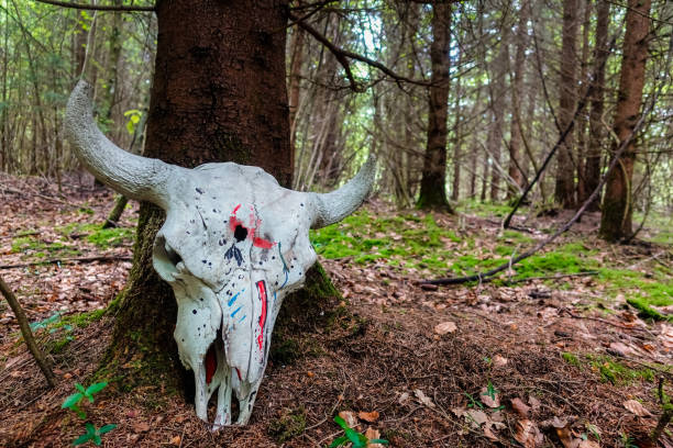 white skull with horns from a animal at a tree in the forest