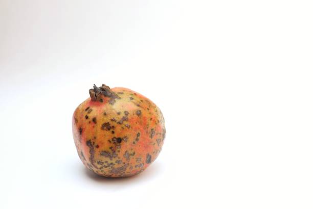 Pomegranate Fruit Isolated on White Background with Copy Space for Texts Writing.