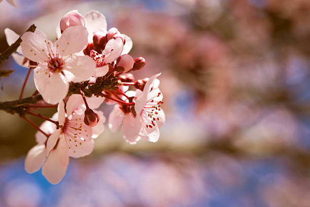 Wunderschöne bunches der Japanische Kirsche (Sakura Blumen) – Foto
