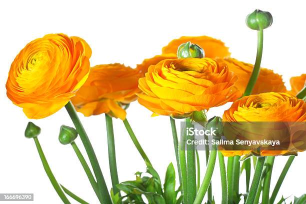 オレンジ Ranunkulus - キンポウゲ科のストックフォトや画像を多数ご用意 - キンポウゲ科, ラナンキュラス, 黄色