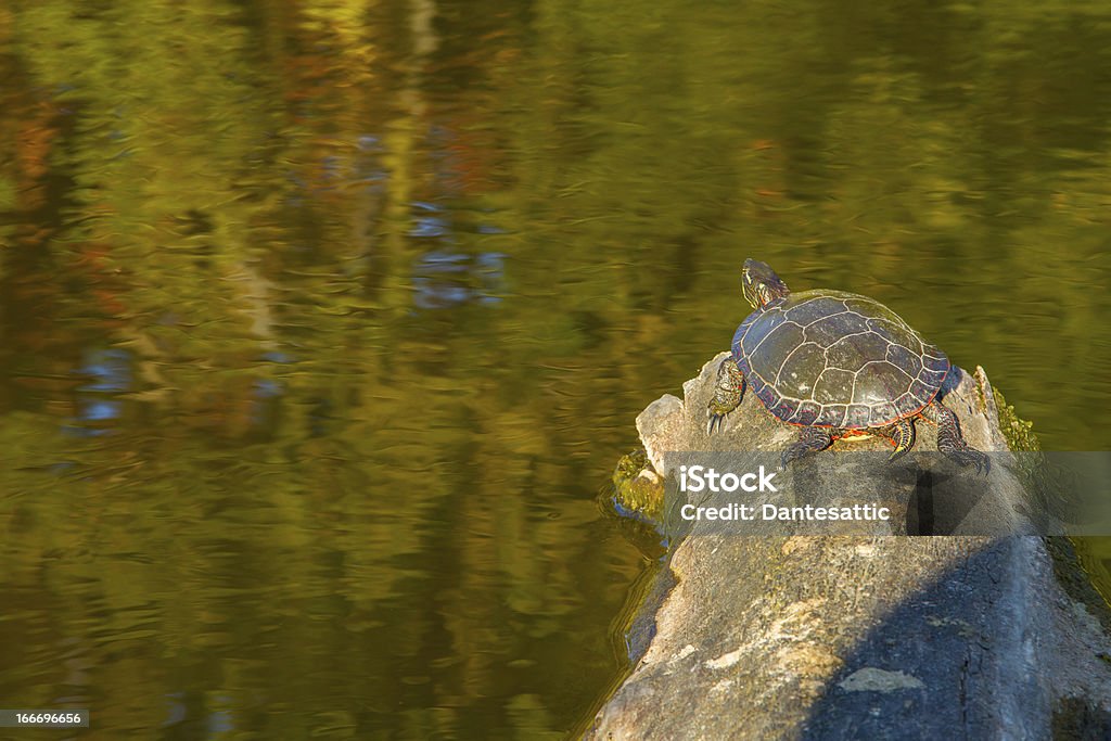 Окрашенный Turtle - Стоковые фото Без людей роялти-фри