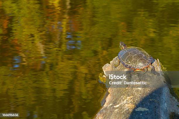 Окрашенный Turtle — стоковые фотографии и другие картинки Без людей - Без людей, Горизонтальный, Дикие животные