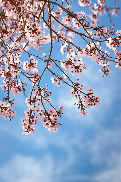 Wunderschöne bunches der Japanische Kirsche (Sakura Blumen) – Foto