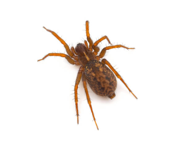 istock Mediterranean funnel weavers spider isolated on white background, Lycosoides coarctata 1666980845