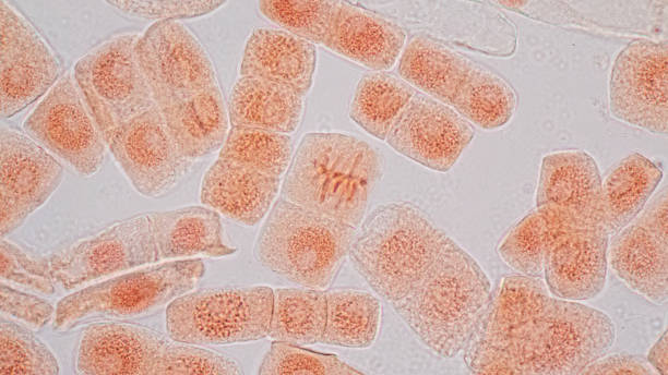 istock Mitosis cell in the Root tip of Onion under a microscope. 1666994562