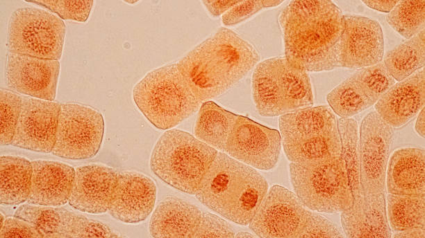istock Mitosis cell in the Root tip of Onion under a microscope. 1666994566
