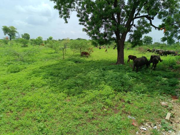 istock Cattle are grazing on green fodder grass 1666994590