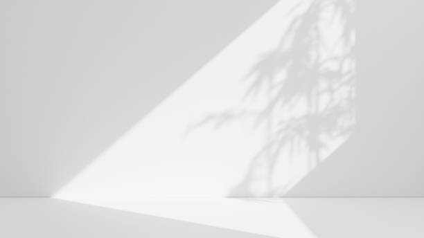 istock Shadow overlay from window and plant on white wall background 1667014961