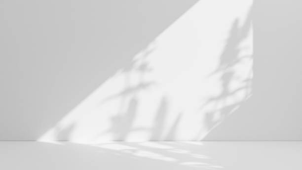 istock Shadow overlay from window and plant on white wall background 1667014964