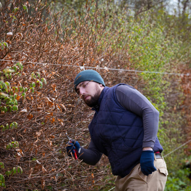 istock Leveling and trimming the hedge with a stretched cord and scissors. 1667019745