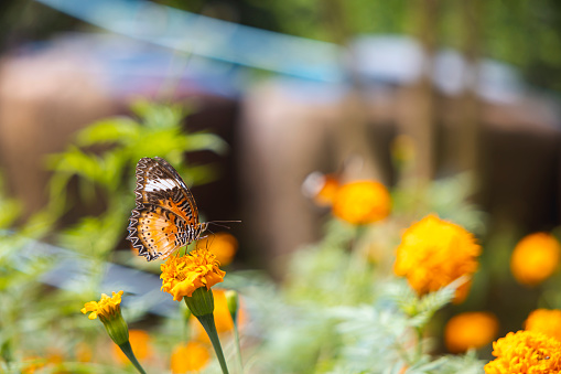 Colorful butterfly are drinking nectar and pollinating yellow-orange flowers in the midst of a flower garden. The beauty of nature's work.