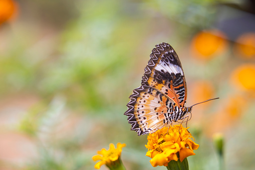 Zebra Longwing Flower getting nectar from sun flower